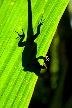 Little Gecko behind a illuminated palm leaf, Vallee de Mai, UNESCO World Heritage Site, Praslin, Seychelles, Africa 