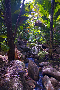 Beautiful rocks in the jungle of Valle de Mai, UNESCO World Heritage Site, Praslin, Seychelles, Africa