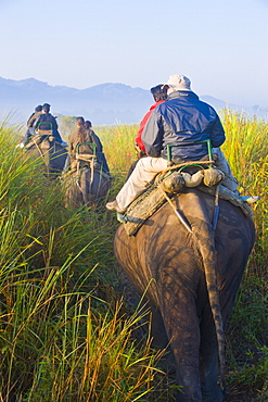 Tourists on elephants, Kaziranga National Park, UNESCO World Heritage Site, Assam, Northeast India, India, Asia