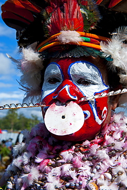 Colourfully dressed and face painted tribes celebrating the traditional Sing Sing in the Highlands, Papua New Guinea, Melanesia, Pacific