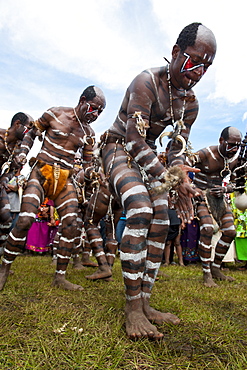 Colourfully dressed and face painted local tribes celebrating the traditional Sing Sing in the Highlands, Papua New Guinea, Pacific