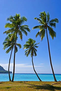 Palm trees, Port Orly, Island of Espiritu Santo, Vanuatu, South Pacific, Pacific