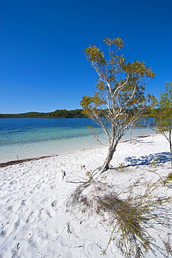 McKenzie Lake, Fraser Island, UNESCO World Heritage Site, Queensland, Australia, Pacific