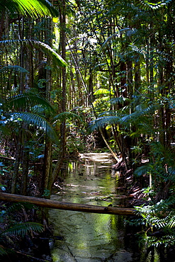 Tropical trees on Fraser Island, UNESCO World Heritage Site, Queensland, Australia, Pacific