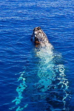 Humpback whale (Megaptera novaeangliae) in Harvey Bay, Queensland, Australia, Pacific