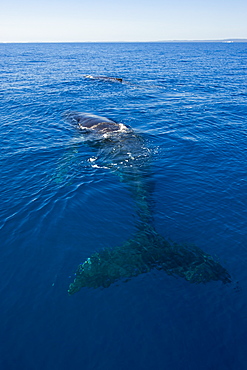 Humpback whale (Megaptera novaeangliae) in Harvey Bay, Queensland, Australia, Pacific