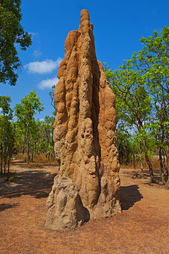 Termite mound in the Litchfield National Park, Northern Territory, Australia, Pacific