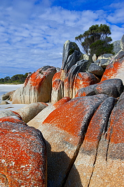 Bay of Fire, voted one of the most beautiful beaches in the world, Tasmania, Australia, Pacific 