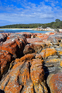 Bay of Fire, voted one of the most beautiful beaches in the world, Tasmania, Australia, Pacific 