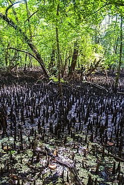 Mangrove roots on Carp island, Rock islands, Palau, Central Pacific, Pacific