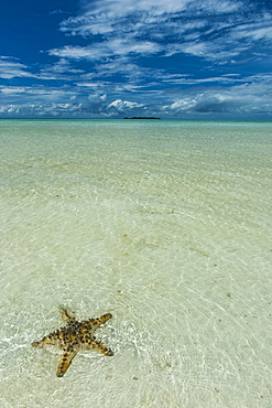 Sea star in the sand on the Rock islands, Palau, Central Pacific, Pacific