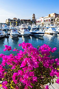 Colourful flowers in the harbour of Los Cabos, Baja California, Mexico, North America