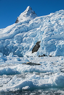 Leopard seal (Hydrurga leptonyx) lying on an ice shelf, Cierva Cove, Antarctica, Polar Regions 