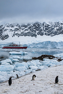 Cruise ship behind a Penguin colony, Neko Habour, Antarctica, Polar Regions 