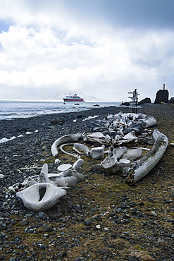 Old whale bones in the beach near the Henryk Arctowski Polish Antarctic Station, King George Island, South Shetland Islands, Antarctica, Polar Regions 