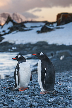 Penguin colony on half Moon Bay, South Shetland Islands, Antarctica, Polar Regions 