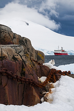 Cruise ship in the glaciers and icebergs, Port Lockroy research station, Antarctica, Polar Regions