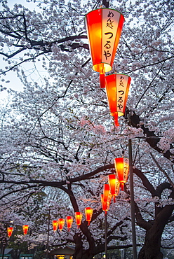 Red lanterns illuminating the cherry blossom in the Ueno Park, Tokyo, Japan, Asia