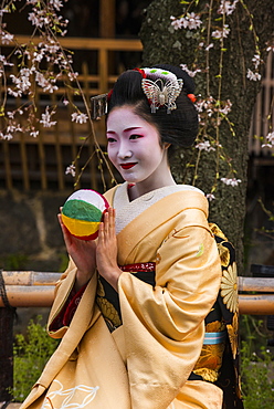 Real Geisha posing before a cherry blossom tree in the Geisha quarter of Gion in Kyoto, Japan, Asia