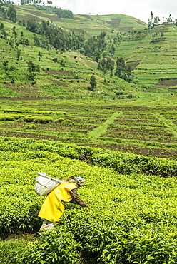 Worker picking tea on a Tea plantation in the Virunga mountains, Rwanda, Africa