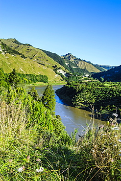 View over the Whanganui River in the lush green countryside, Whanganui River road, North Island, New Zealand, Pacific