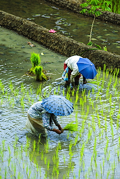 People harvesting in the UNESCO World Heritage Site of Banaue, Northern Luzon, Philippines, Southeast Asia, Asia