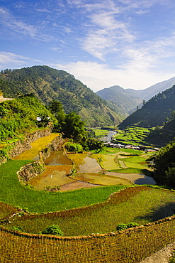 Along the rice terraces from Bontoc to Banaue, Luzon, Philippines, Southeast Asia, Asia