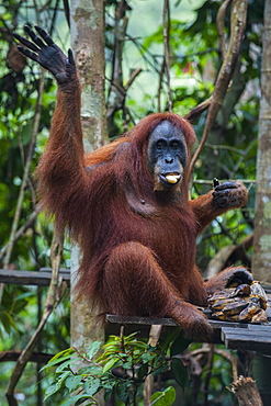 Feeding time for the Sumatran orangutan (Pongo abelii), Bukit Lawang Orang Utan Rehabilitation station, Sumatra, Indonesia, Southeast Asia, Asia