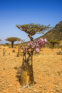 Bottle tree in bloom (Adenium obesum), endemic tree of Socotra, Homil Protected Area, island of Socotra, UNESCO World Heritage Site, Yemen, Middle East