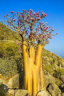 Bottle tree in bloom (Adenium obesum), endemic tree of Socotra, island of Socotra, UNESCO World Heritage Site, Yemen, Middle East