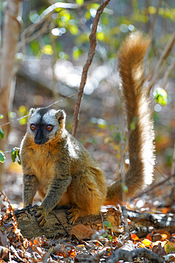 Red-fronted lemur (Eulemur rufifrons) female, Reserve Forestiere de Kirindy, Kirindy Forest, Western Madagascar, Africa