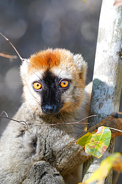 Red-fronted lemur (Eulemur rufifrons) male, Reserve Forestiere de Kirindy, Kirindy Forest, Western Madagascar, Africa