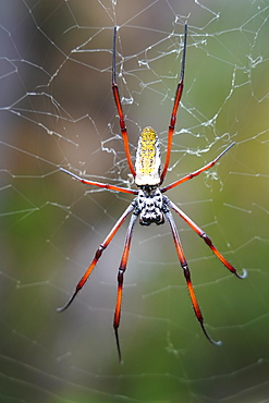 Madagascar Golden Orb Weaver (Nephila inaurata madagascariensis) female on the web, Isalo National Park, Southern Madagascar, Africa