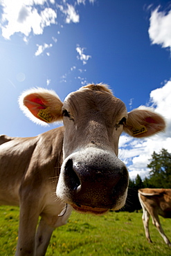 Cow grazing, Dolomites, Bolzano province, South Tyrol, Italy, Europe