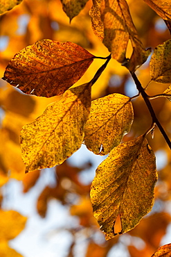 Beech leaves with autumn colours in the Cansiglio forest, Belluno, Veneto, Italy, Europe