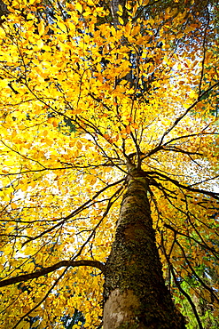 Beech leaves with autumn colours in the Cansiglio forest, Belluno, Veneto, Italy, Europe 