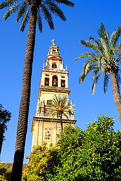 Patio de los Naranjos, Mezquita Cathedral, UNESCO World Heritage Site, Cordoba, Andalucia, Spain, Europe