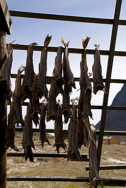 Stockfish, dried cod, hanging on wooden racks (flakes) (hjell) on the seashore, Vesteralen archipelago, Troms Nordland county, Norway, Scandinavia, Europe