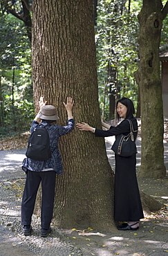 Japanese Shinto religion understands that all objects have a spirit including the energy in a tree, Japan, Asia