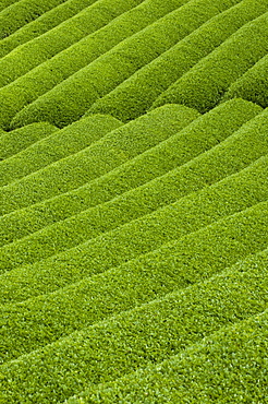 Rows of green tea bushes growing on the Makinohara tea plantations in Shizuoka, Japan