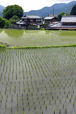 Newly planted rice seedlings in a flooded rice paddy in the rural Ohara village of Kyoto, Japan, Asia