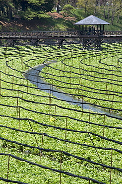 Japanese horseradish plants (wasabi), growing at the Daio Wasabi Farm in Hotaka, Nagano, Japan