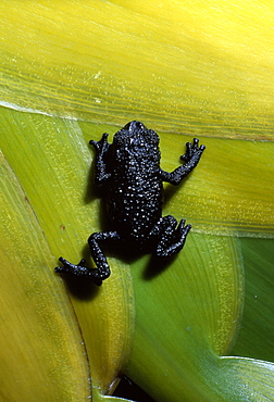 Black frog (Oreophrynella quelchii), Roraima summit, Venezuela, South America