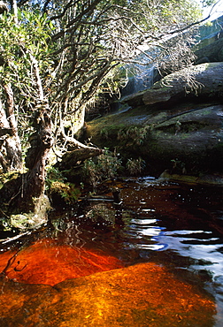 Auyantepui (Auyantepuy) (Devil's Mountain) summit, Blackwater River (Golden River), Canaima National Park, UNESCO World Heritage Site, Venezuela, South America