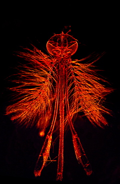 Dark Field Light Micrograph of a male Mosquito (Anopheles sp.), magnification x 65 (if print A4 size: 29.7 cm wide)