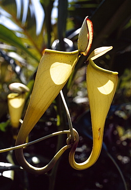 Madagascar pitcher plant (Nepenthes madagascariensis), a carnivorous plant that produces impressive pitchers that catch the insect prey, Madagascar, Africa