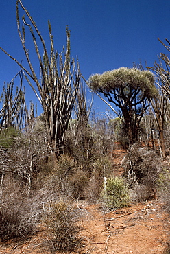 Didierea Forest, Spiny Forest, Hazofotsy, Southern Madagascar, Africa