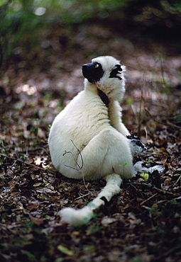 Verreaux's Sifaka (Propithecus verreauxi) all white juvenile sitting on forest ground, Berenty Reserve, Southern Madagascar, Africa