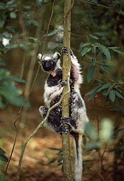 Verreaux's Sifaka (Propithecus verreauxi), an elderly granddad, in dry deciduous forest, Berenty Reserve, Southern Madagascar, Africa