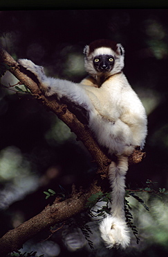 Verreaux's Sifaka (Propithecus verreauxi) sitting on tree, Berenty Reserve, Southern Madagascar, Africa